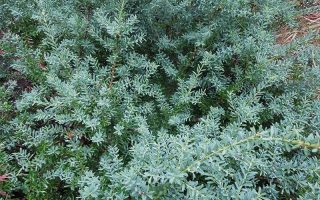 Podocarpus lawrencei ´Blue Gem´ C3L - Podocarpus