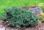 Podocarpus lawrencei ´Blue Gem´ C3L