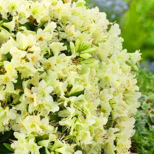 Rhododendron ´Shamrock´ C2L, 20 – 30 CM - Shamrock 1