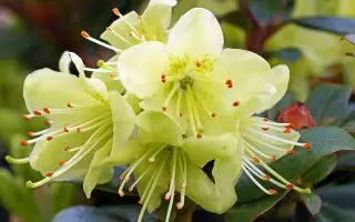 Rhododendron ´Shamrock´ 20–25 K2 - Shamrock 2