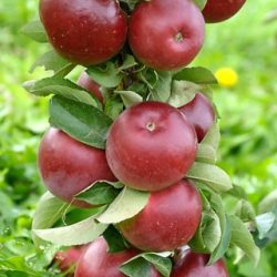 Sloupovité jabloně