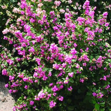 Symphoricarpos doorenbosii P 11