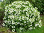 Choisya 'Aztec Pearl' - Image 2