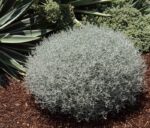 Calocephalus brownii