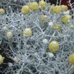Calocephalus brownii - Image 2