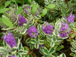 HEBE andersonii 'Tricolor' - Image 2