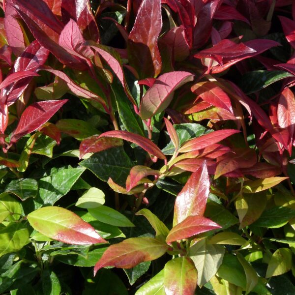 Leucothoe axillaris 'Zeblid'®