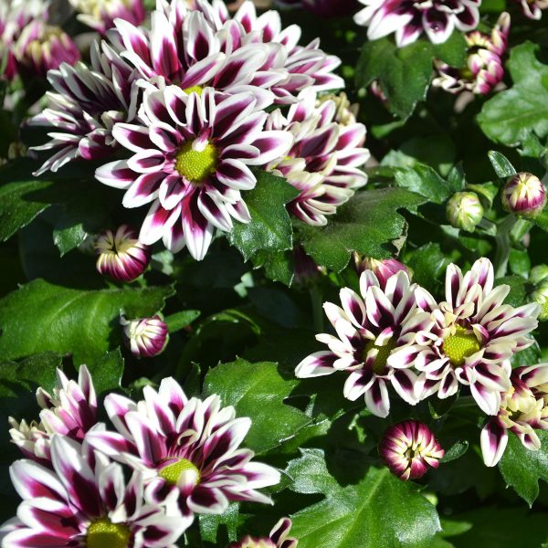 Chrysanthemum indicum Melodie, P 12 - melodie