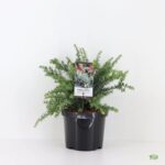 Podocarpus lawrencei ´Blue Gem´ C3L - Image 3