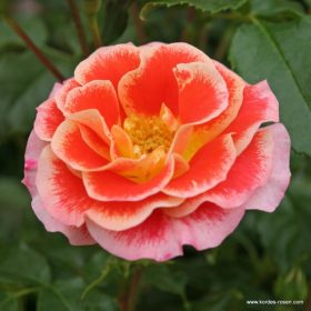 Velkokvěté růže - čajohybridy