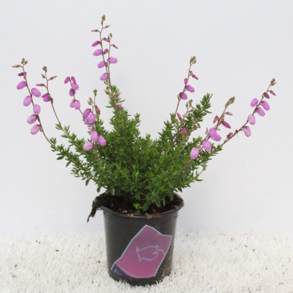 Daboecia cantabrica 'Irish Princess'