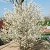 Amelanchier lamarckii - Keř - kontejner 3 l, v. 40-50 cm