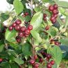 Aronia prunifolia 'Brilliant' - Keř - kontejner 2,5 l, v. 20-30 cm