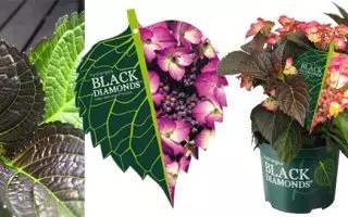 Hydrangea macrophylla ´Black Diamond´ C 5L - Black Diamonds blad etiket vrijstaandepot 710