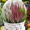 Calluna vulgaris Beauty Ladies Trios® - P10