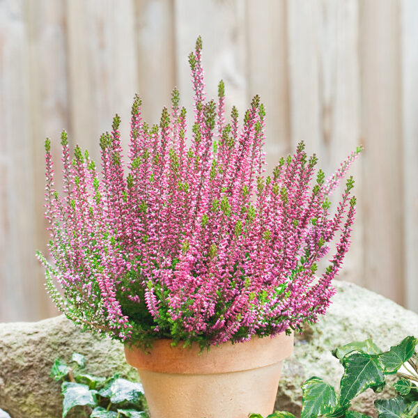 Calluna vulgaris 'Beauty Ladies'®