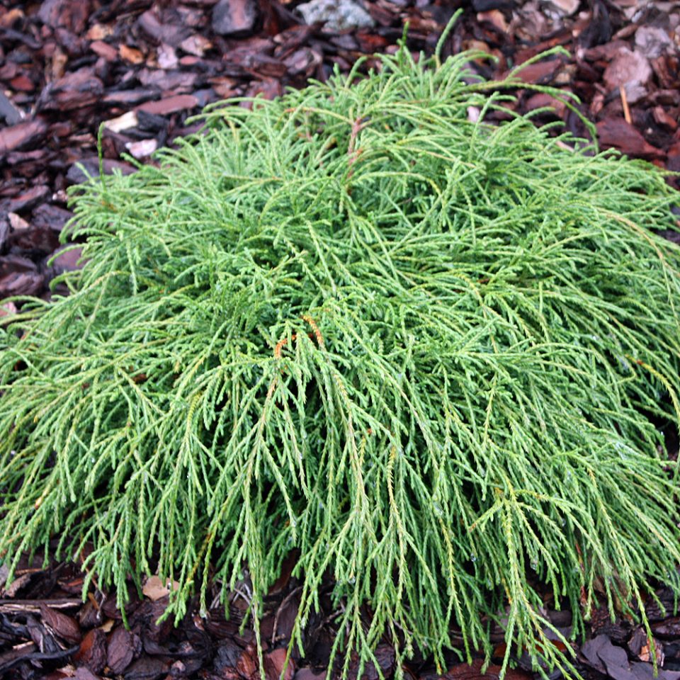 Chamaecyparis pis. Filifera ‘Nana’ 20–30 cm - Zahradní centrum