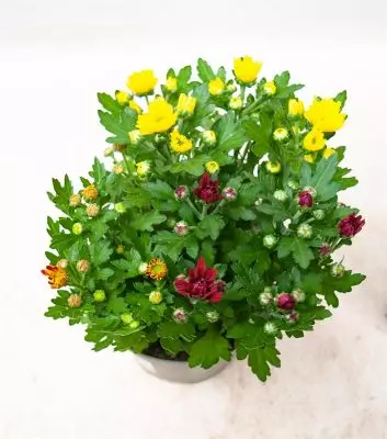 Chrysanthemum indicum 'Swifty Trio', 3 barvy, P 12 - Chrysanthemum Swifty Trio