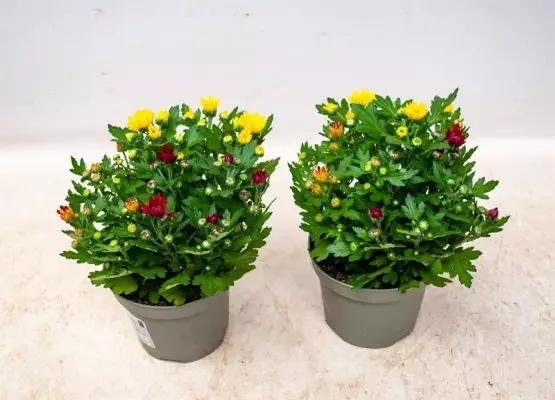 Chrysanthemum indicum 'Swifty Trio', 3 barvy, P 12 - Chrysanthemum Swifty Trio 2