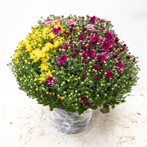 Chrysanthemum indicum 'Trios'