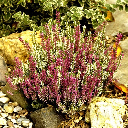 Calluna vulgaris Twin Girls®, P 11 – MIX