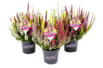 Calluna vulgaris HIGH FIVE, EXKLUSIV , P 11 - Image 2