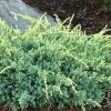 Juniperus squamata 'Holger' - Kontejner 2 l, v. 15-20 cm