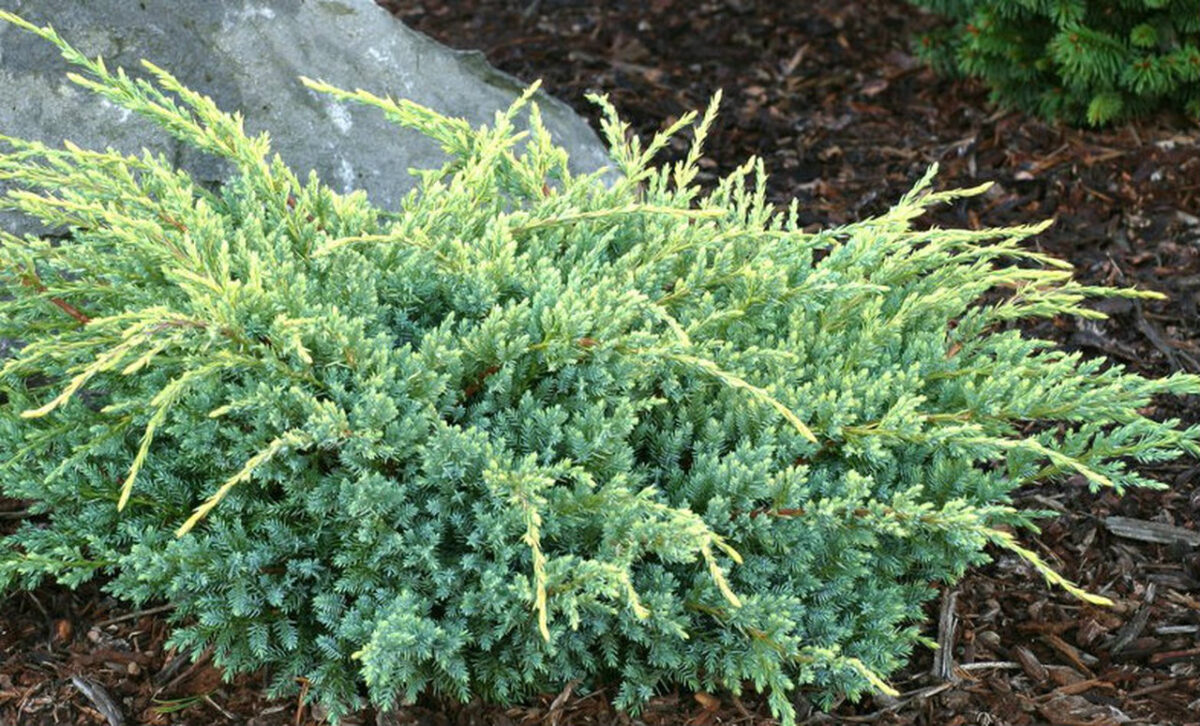 Juniperus squamata 'Holger' - Image 1