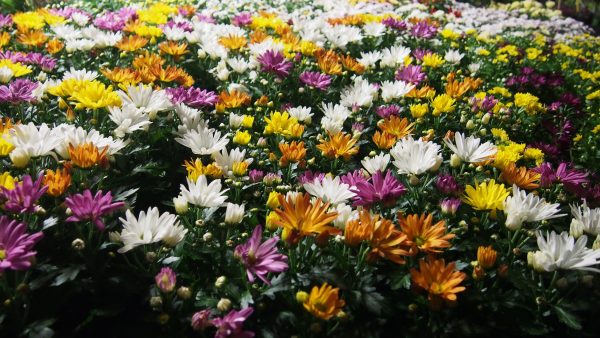 Chrysanthemum indicum 'Rock ´n Roll' - P1010449 scaled