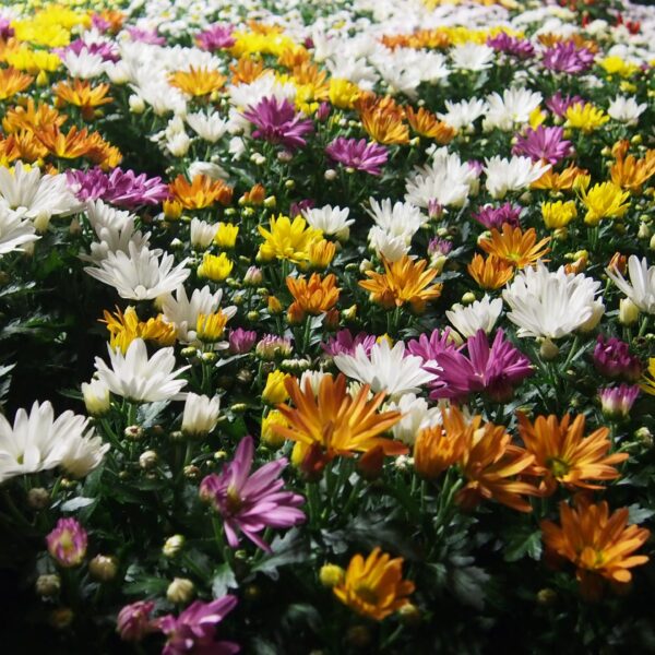Chrysanthemum indicum 'Rock ´n Roll'