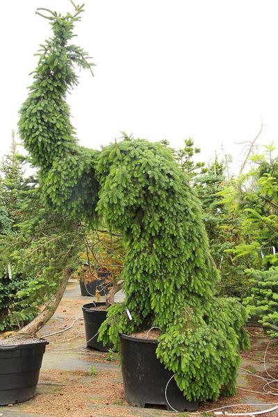 Picea omorika 'Pendula Bruns' 40–60 cm
