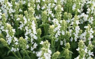 Salvia nemorosa 'Sensation' - Salvia nemorosa sensation white