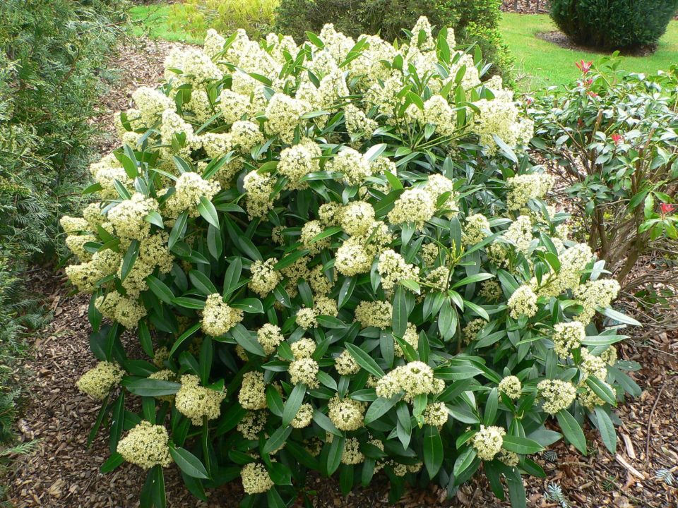 Skimmia japonica ‘Fragrant Cloud’ - Zahradní centrum “Strakovo” s.r.o.