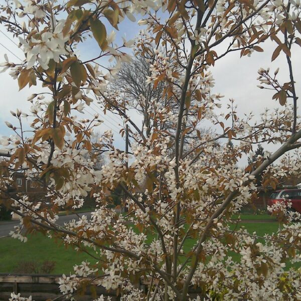 Amelanchier laevis 'Snowflakes' 150 KM - amelanchier laevis snowflakes