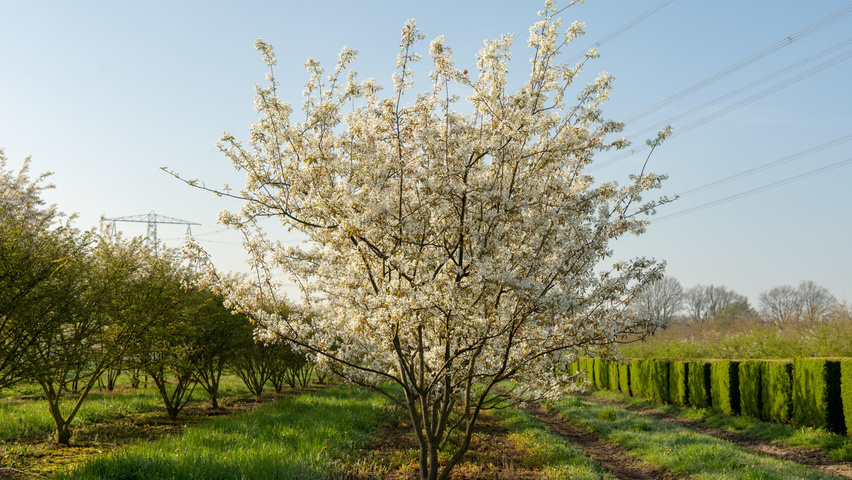 Amelanchier lamarckii - Zahradní centrum "Strakovo" s.r.o.