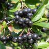 Aronia prunifolia 'Viking' - Keř - kontejner 2 l, v. 30-40 cm