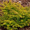Berberis thunbergii 'Sensation' - Kontejner 2,5 l, v. 20-30 cm