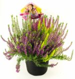 Calluna vulgaris HIGH FIVE, EXKLUSIV , P 11