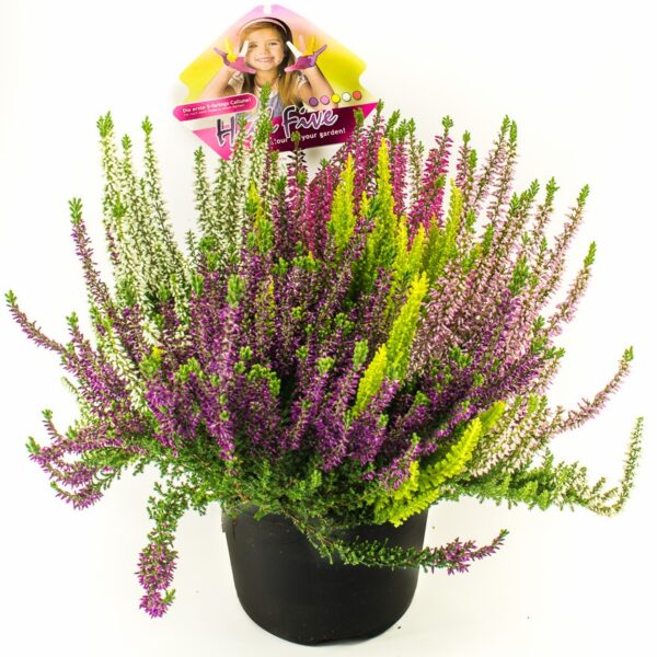 Calluna vulgaris HIGH FIVE, EXKLUSIV , P 11