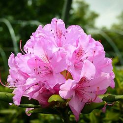 Rhododendrony a azalky