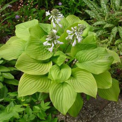Hosta fortunei Honeybells, k11