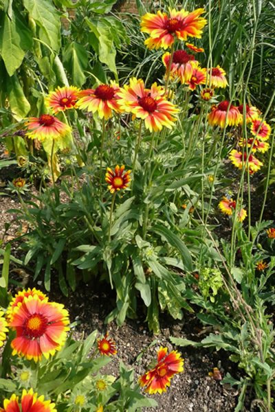 Gaillardia grandiflorum Kokarda velkokvětá, P 13