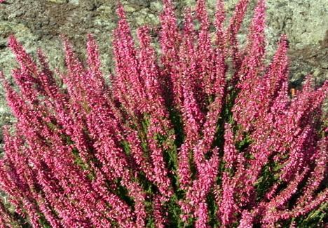 Calluna vulgaris Garden Girls 'Loki' , P 13