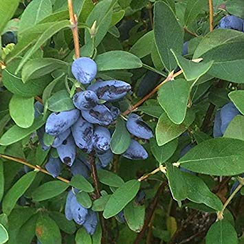 Lonicera kamtschatica ´Aurora´ 20–30 K2,5