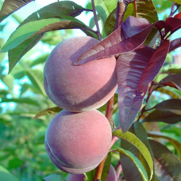 Broskvoň červenolistá 'Rubira' - samosprašná - pfirsichbaum rubira blutpfirsich pfirsich rotes laub sehr dekorativ