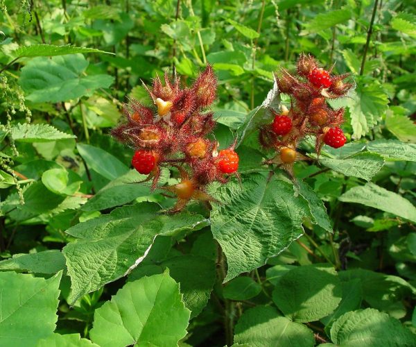 Rubus phoenicolasius Ostružiník japonský, C2,0L - rubus phoenicolasius fr ahaines a