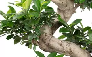 Ficus Microcarpa "Ginseng" S-Typ - Ficus Fuji detail
