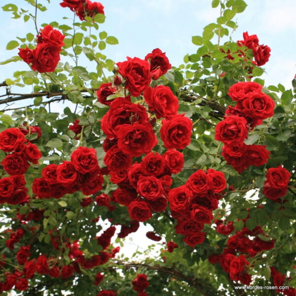 ROSA KORDES 2L Sympathie - pnoucí