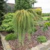 Larix decidua 'Puli' - C7,5 l-kmínek 120 cm (2)