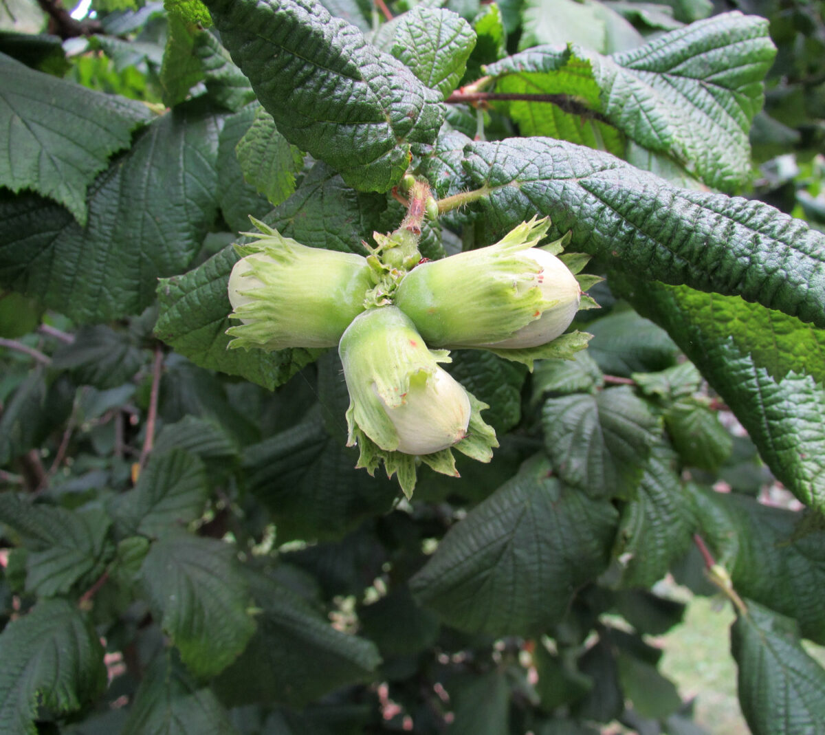 Corylus 'Cosford' 60–80 cm - Image 1